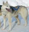 Photo of Clouts Quick Of Velikaya