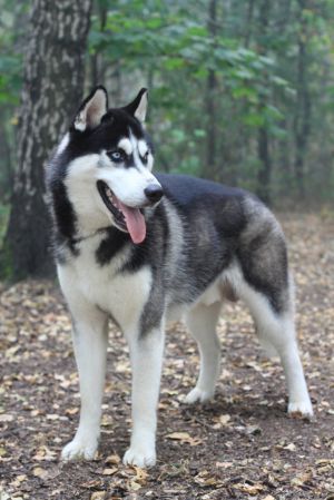 Photo of Snow Galaxy Onix Mister Hollywood