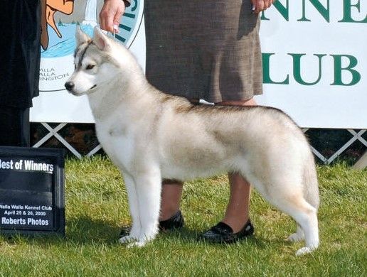 Photo of Alpines Ghost Chaser