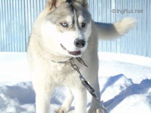 Photo of Arctic Magic Gloing Beauty
