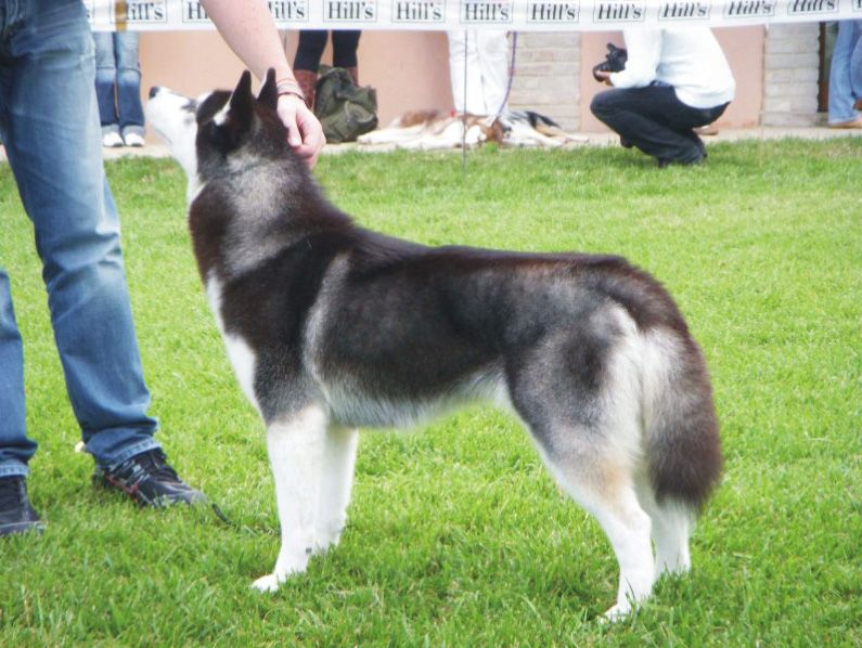 Photo of Sherakan’s Jo At Contea Normanna