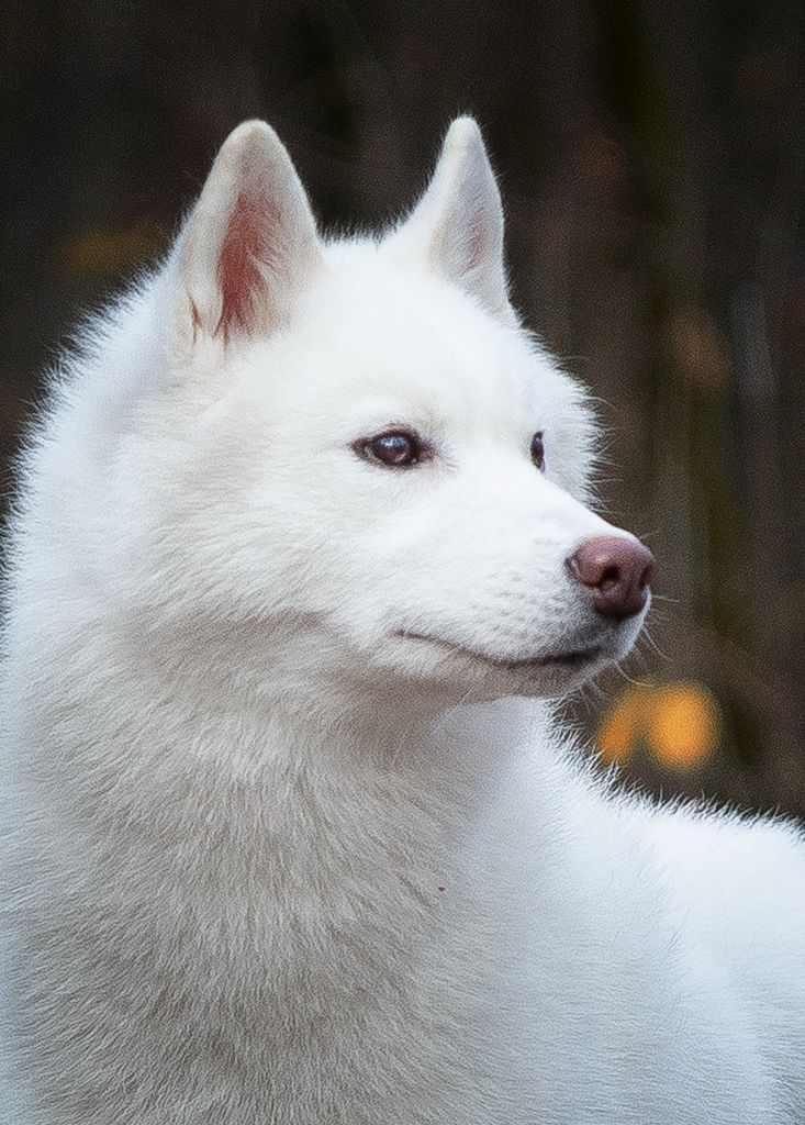 Photo of Svetart Soft Whisper