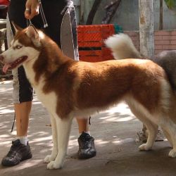 Photo of Culfen de Cuna Lobos