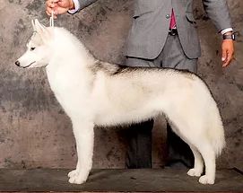 Photo of Koba´s Setar American Queen