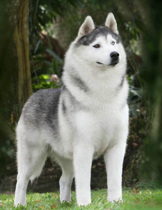 Photo of Nanook’s Snowdipper Z At Kazlo