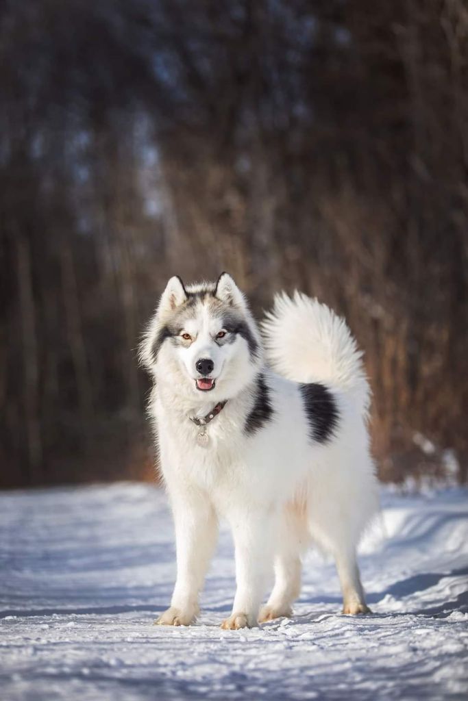 Photo of Loukko Blue Hope Olaf