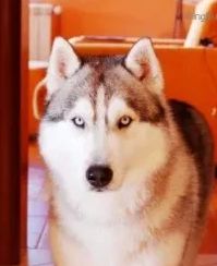 Photo of Karnovanda’s Arctic Spirit