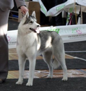 Photo of Husky Haven Shanty