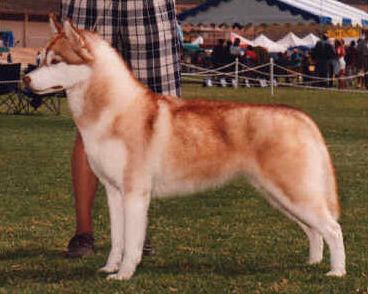 Photo of Kristari’s Cat Ballou