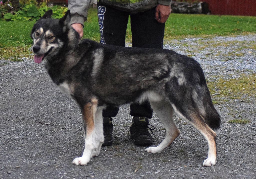 Photo of Vintervittras Mörke