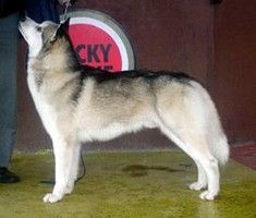 Photo of Robyn of Siberian Lady