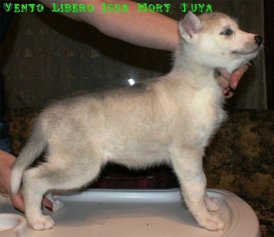Photo of Vento Libero Issa Hort Tuya