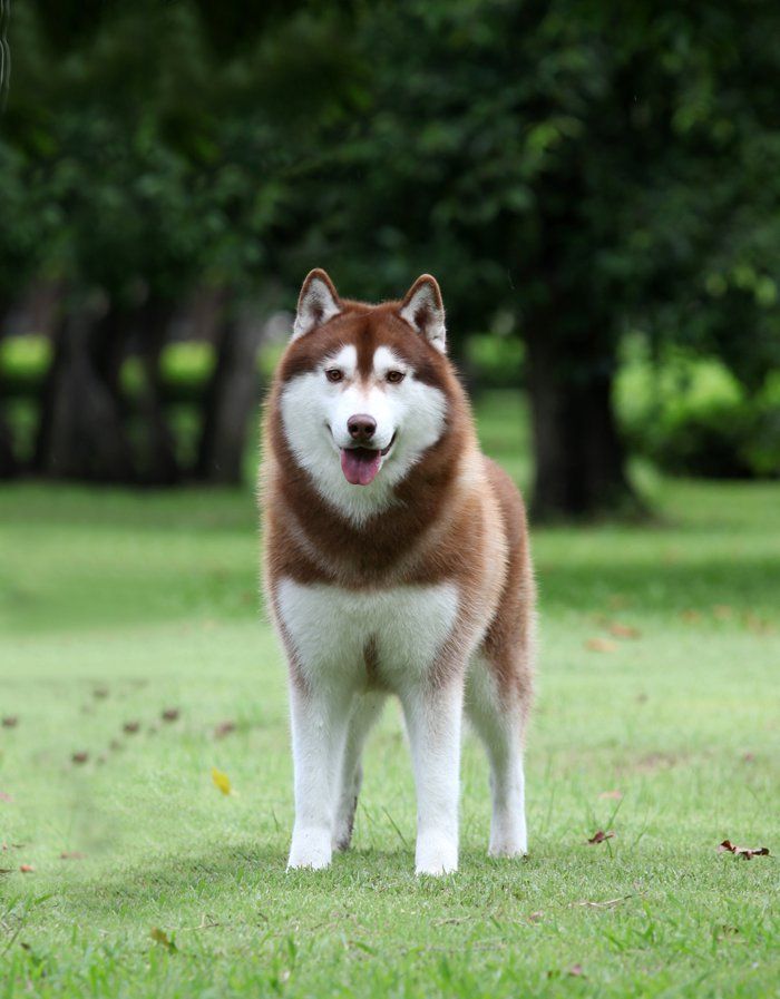 Photo of Kristari’s Khalua On Ice