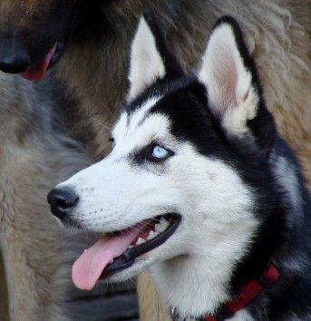 Photo of Arcticsun’s Precious Topaz