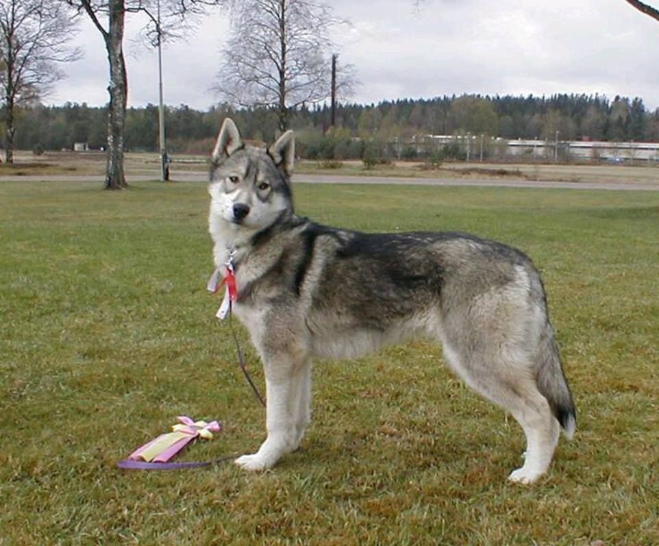 Photo of Igais Tassar Canis Major Sirius
