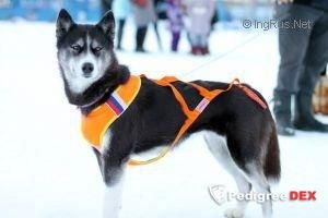Photo of Actual Dog Africa