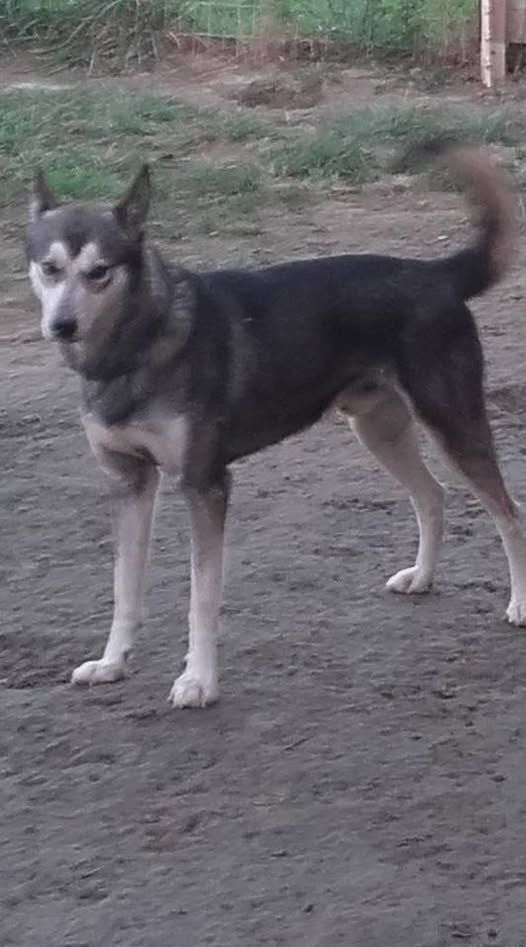 Photo of Loki of Eagle River