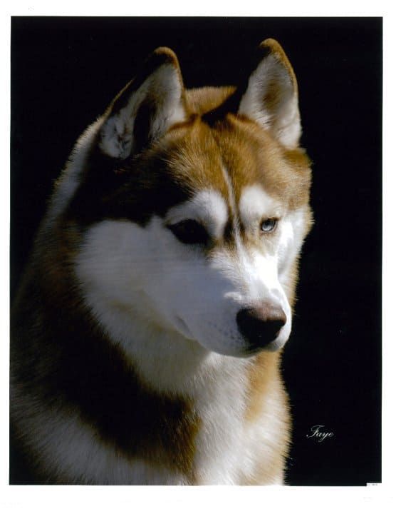 Photo of Blueridge Farren Unicornhill