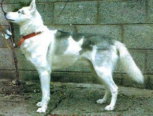 Photo of Skiivolk Lombard