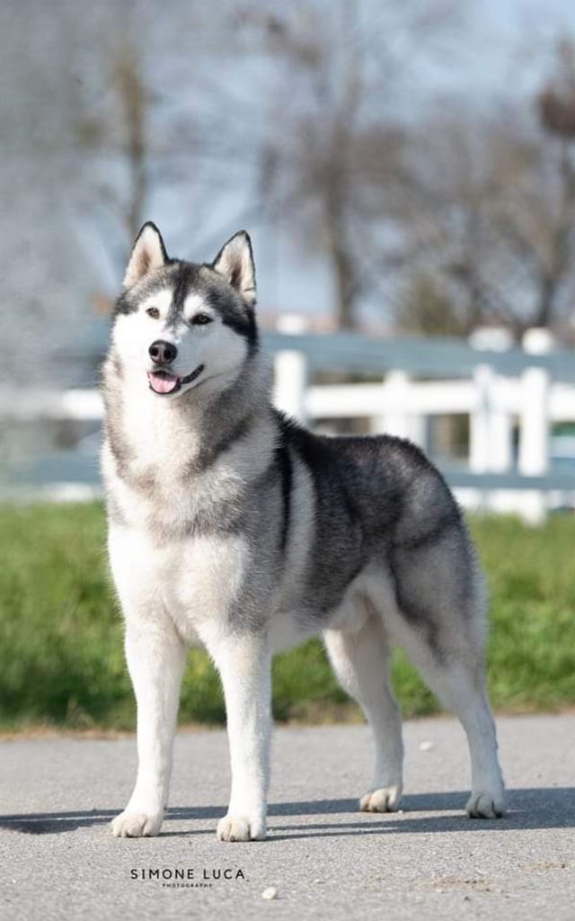 Photo of Kristari’s Storm Hunter
