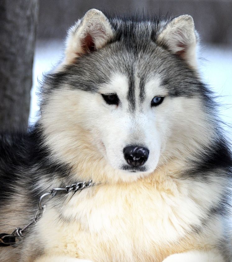 Photo of Kortar’s Kalgary Kowgirl