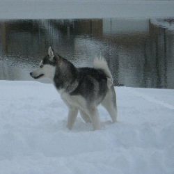 Photo of Sterling Iced Sybirski
