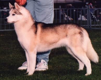 Photo of Syntari’s Sasha Diamond