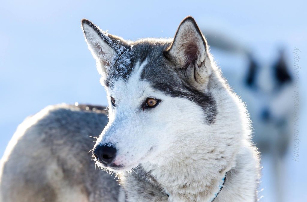 Photo of JEDEYE LYNX OF MANITOU