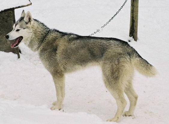Photo of NorthWapiti’s Snickers