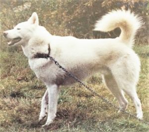 Photo of Chumikan Shutnik