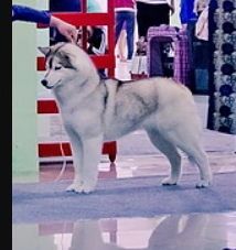 Photo of Erlina Proud Beauty Karnavalda