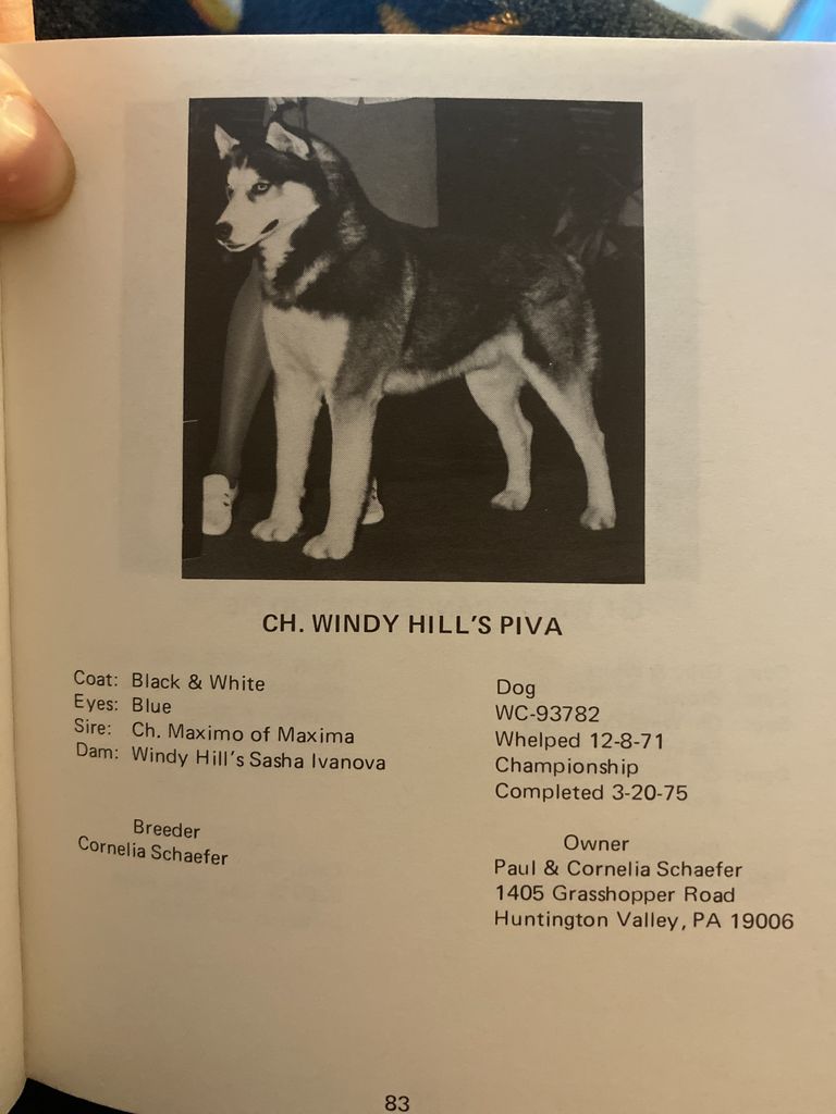 Photo of Windy Hill’s Piva