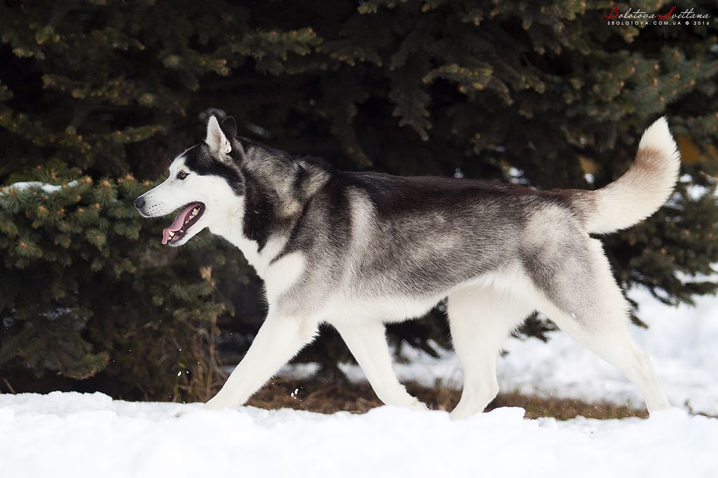 Photo of Siberian Miracle Happy Daisy