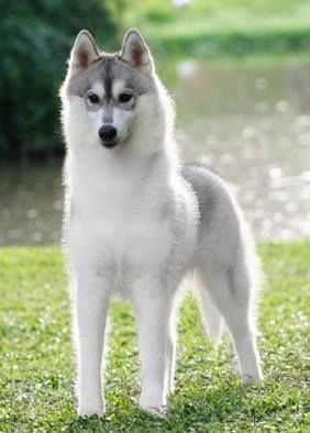 Photo of Tunghat’s Virginia Wolf