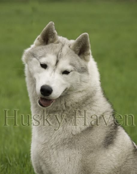 Photo of Husky Haven Tequila