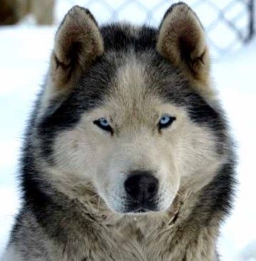 Photo of Arcticsun’s Totally Topaz