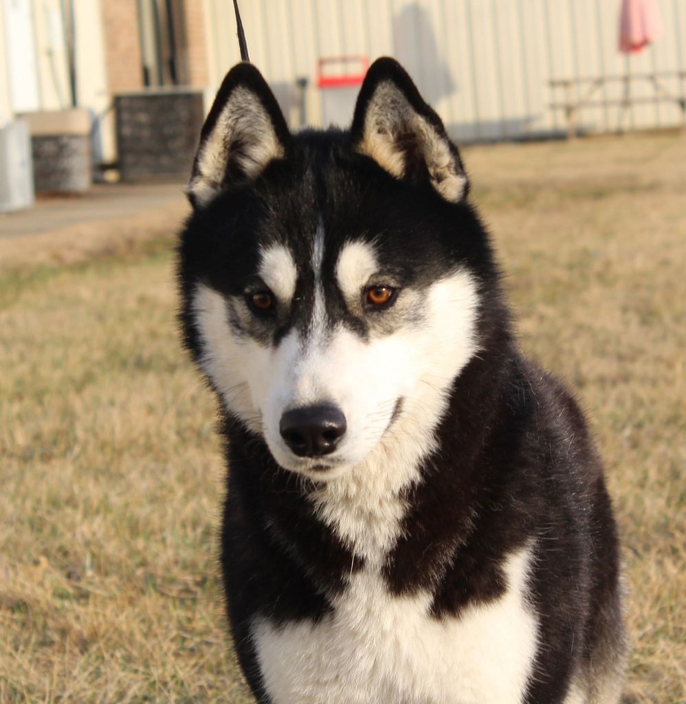 Photo of Rys N Hy Bold Renegade At Kodivaro