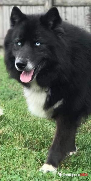 Photo of Banaski Infamous Tobias