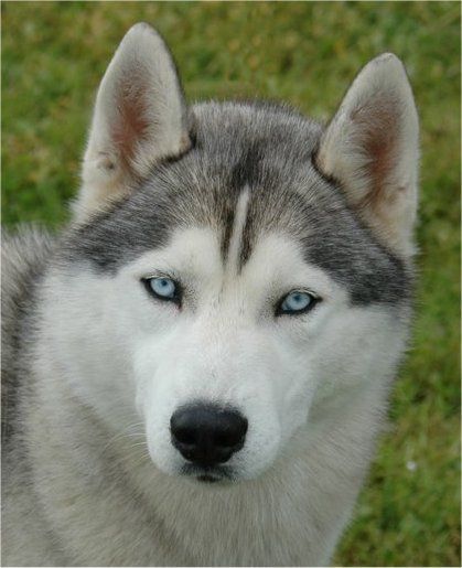 Photo of Liubov’s Aries