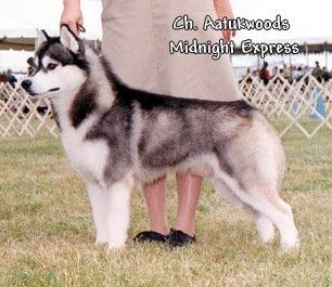 Photo of Aatukwoods Midnight Express