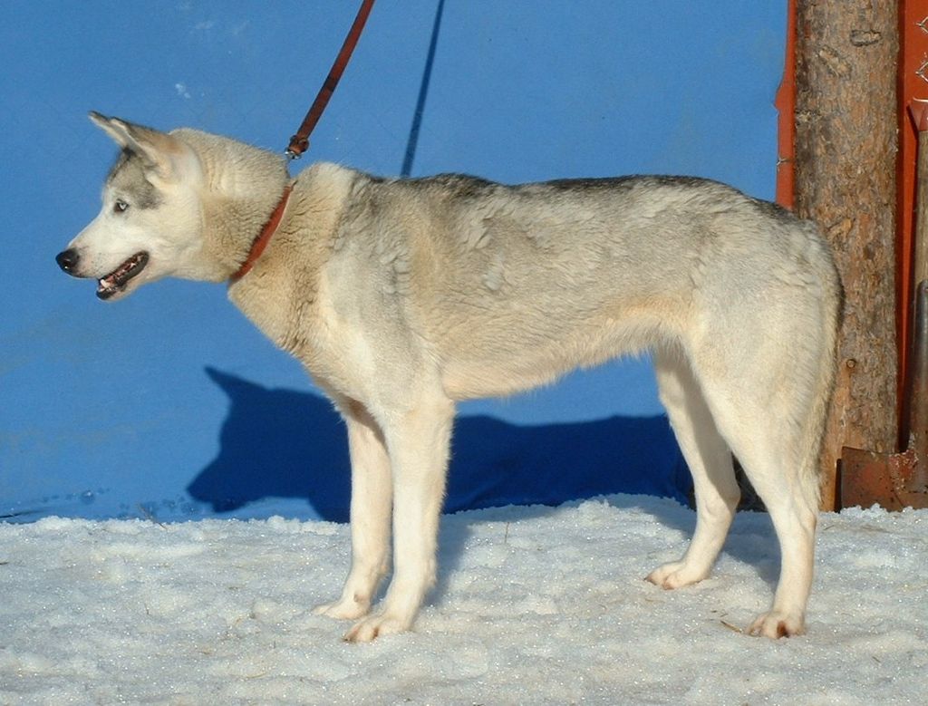 Photo of Blondy av Vargevass