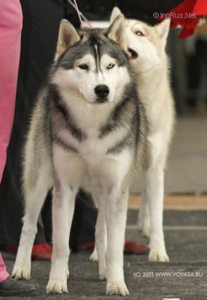 Photo of Atly For Simba's Memory