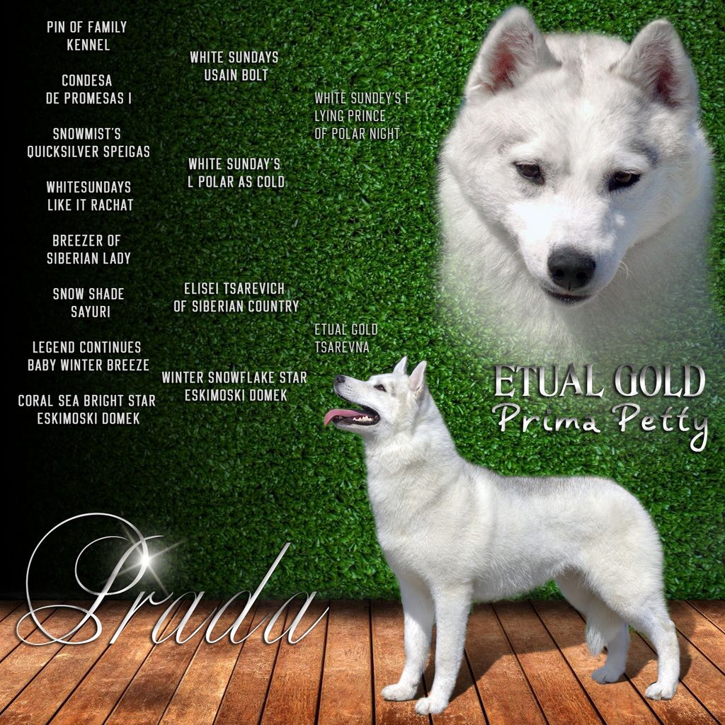 Photo of Etual Gold Prima Petty
