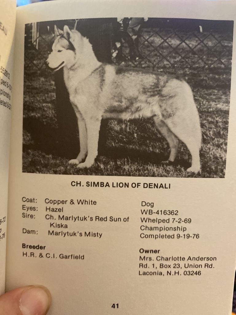 Photo of Simba Lion of Denali