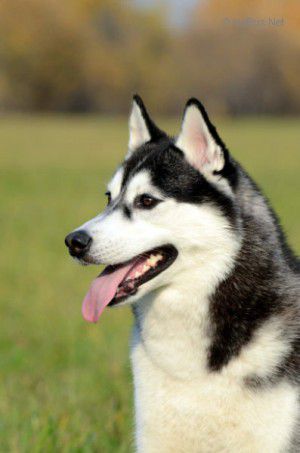Photo of Husky Haven Wonderful Utah