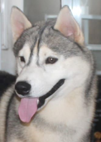 Photo of Ciucki´s Athos
