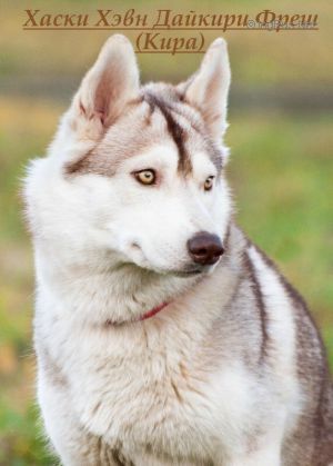 Photo of Husky Haven Daikiry Fresh