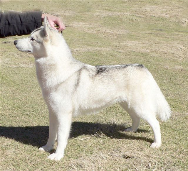 Photo of Nanook’s Juno Jubilee Of Kamchatka