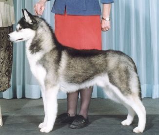 Photo of Bain’s Northern Share A Dream