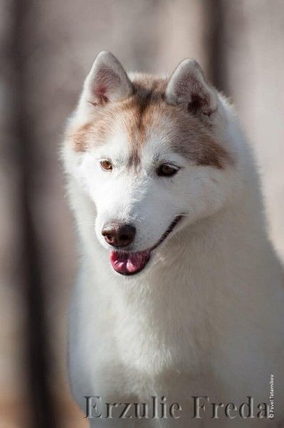 Photo of Erzulie Freda Kremlin Star